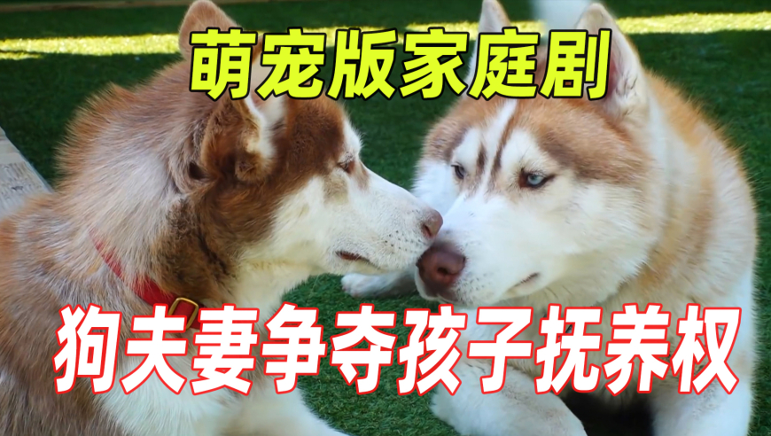 新澳门资料大全2025香港,普京同意停火提议 泽连斯基回应,最新答案解释落实_标配版V2.88